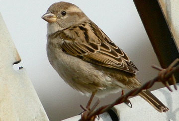 Passer domesticus